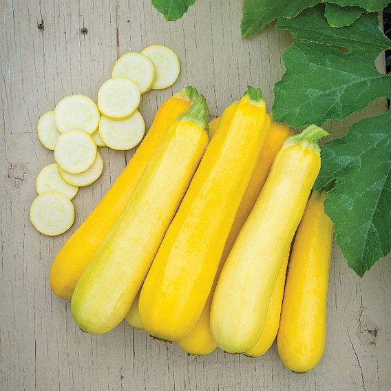 Courgette Butterstick F1