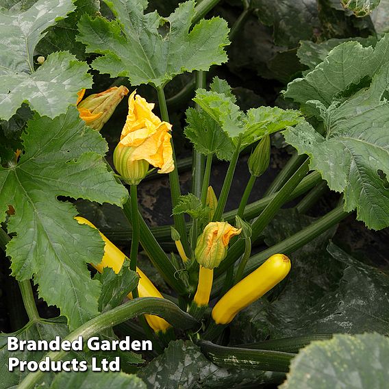 Courgette 'Golden Glory' F1