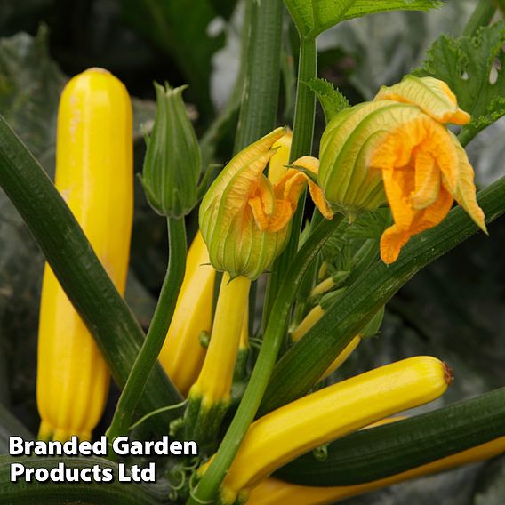 Courgette 'Golden Glory' F1