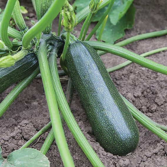 Courgette Sure Thing (Patio) F1