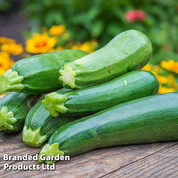 Courgette 'Sure Thing'