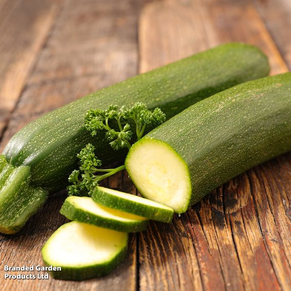 Courgette 'Zucchini' - Organic Seeds
