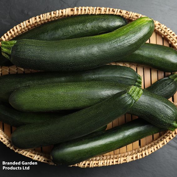 Courgette 'Zucchini' - Organic Seeds