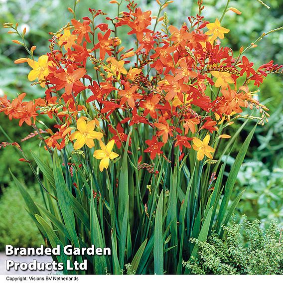 161 Summer Saver Bulb Collection