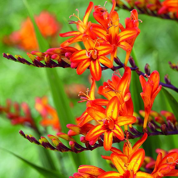Crocosmia 'Firestarter' (Firestars Series)