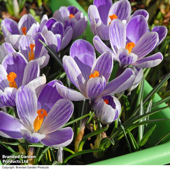 Crocus 'Pickwick'