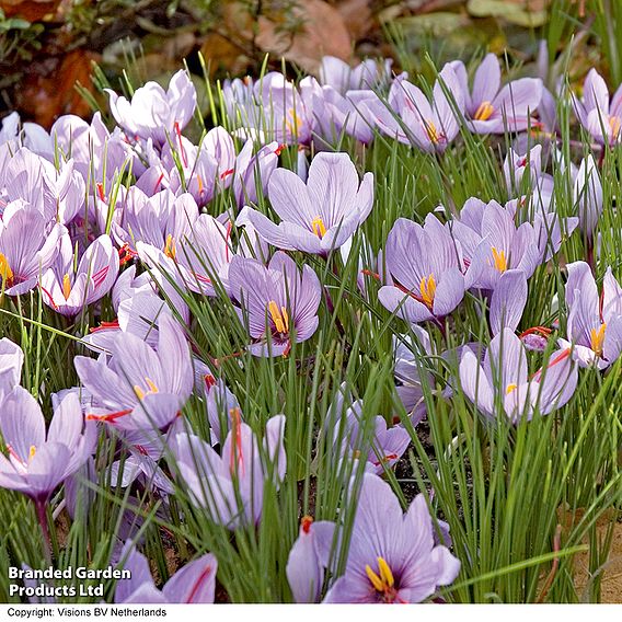 Crocus sativus (Saffron)