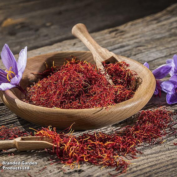 Crocus sativus (Saffron)