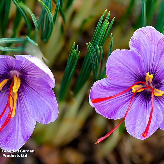 Crocus sativus (Saffron)