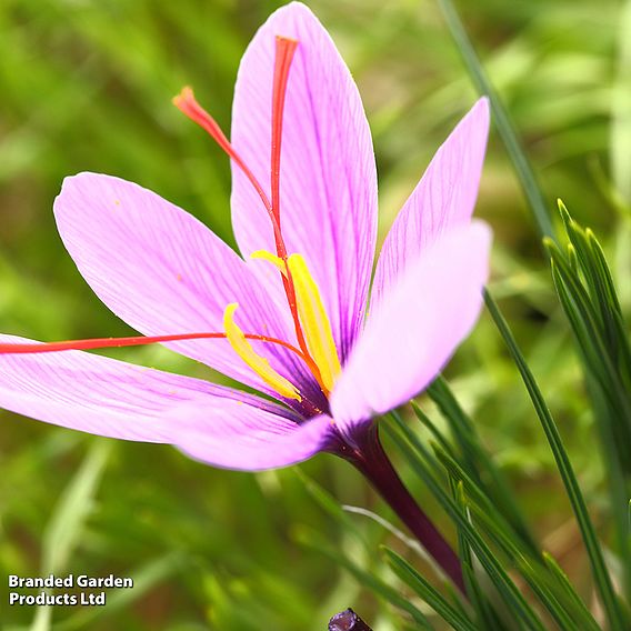 Crocus sativus (Saffron)