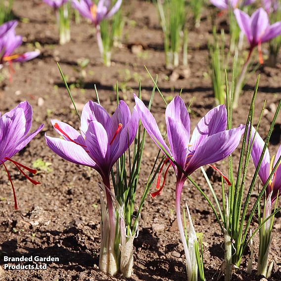 Crocus sativus (Saffron)