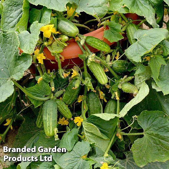 Cucumber Seeds - Dar