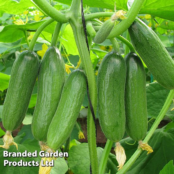 Cucumber 'Baby Rocky'