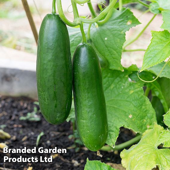 Cucumber 'Baby Rocky'