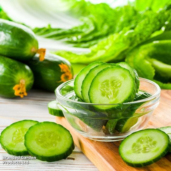Cucumber 'Carmen' F1 Hybrid (Grafted)