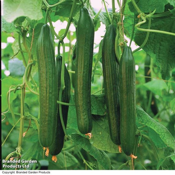 Cucumber 'Carmen' F1 Hybrid (Grafted)