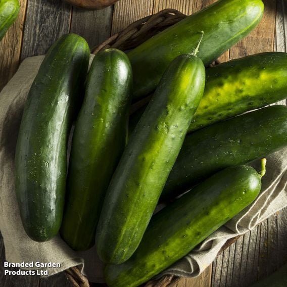 Cucumber 'Marketmore' - Organic Seeds