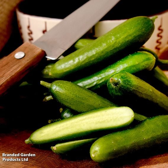 Cucumber 'Passandra' F1 - Organic Seeds