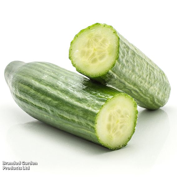 Cucumber 'Tendergreen Burpless' - Organic Seeds