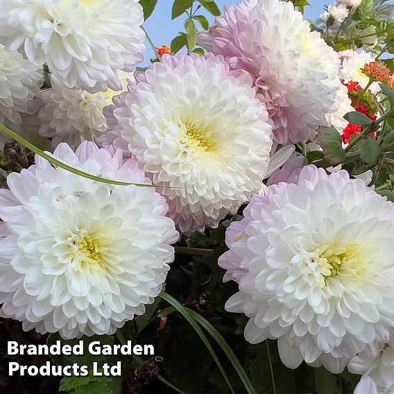 Dahlia 'Boom Boom White'