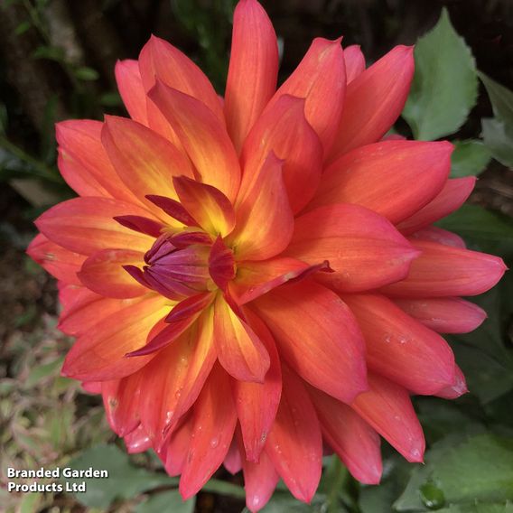 Dahlia 'Fire Pot'