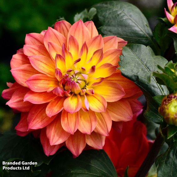 Dahlia 'Fire Pot'