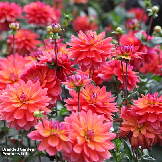 Dahlia 'Fire Pot'