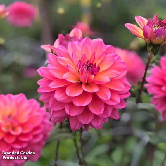 Dahlia 'Great Silence'
