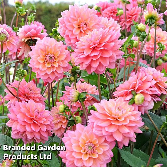 Dahlia 'Great Silence'