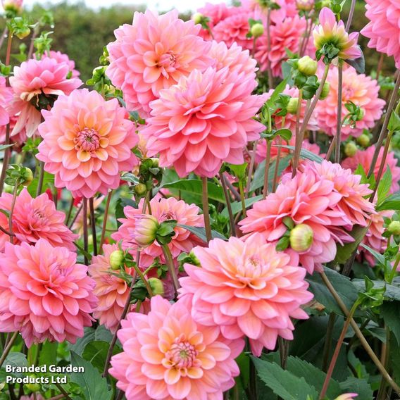 Dahlia 'Great Silence'