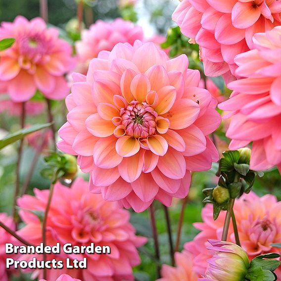 Dahlia 'Great Silence'