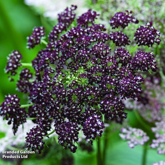 Flowering Carrot 'Dara' - Seeds