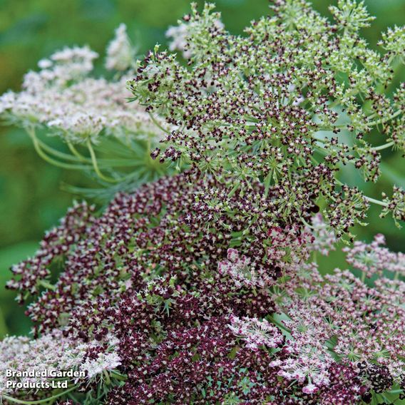 Flowering Carrot 'Dara' - Seeds