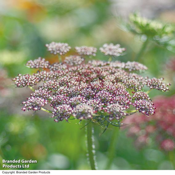 Flowering Carrot 'Dara' - Seeds