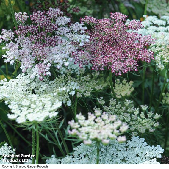 Flowering Carrot 'Dara' - Seeds