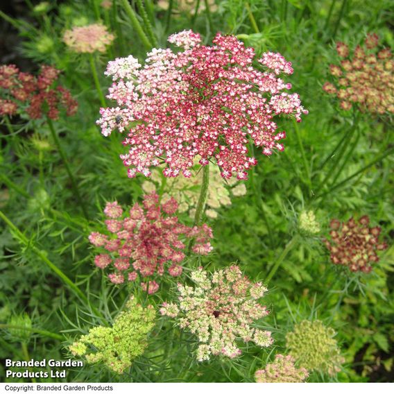 Flowering Carrot 'Dara' - Seeds