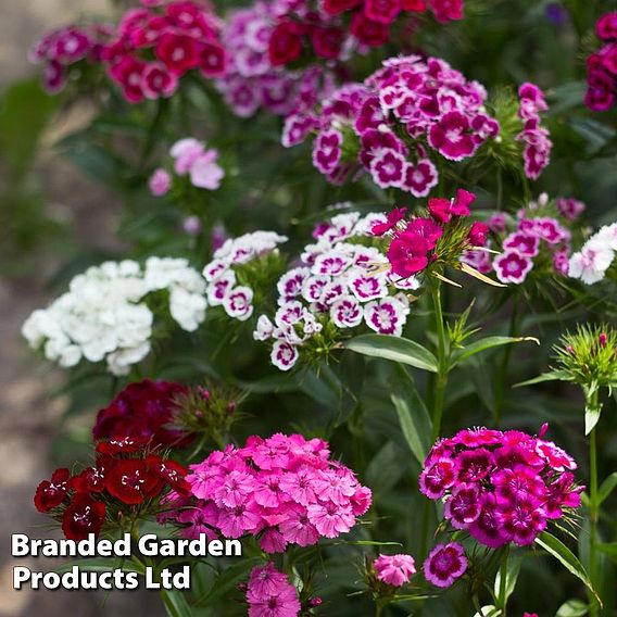 Dianthus barbatus 'Volcano Mix' - Organic Seeds