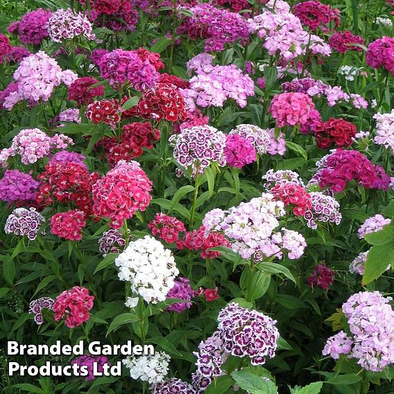 Dianthus barbatus 'Volcano Mix' - Organic Seeds