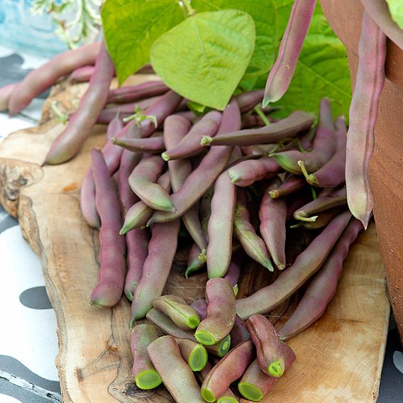 Bean (Dwarf French) Seeds - Red Swan