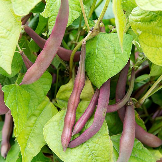 Bean (Dwarf French) Seeds - Red Swan