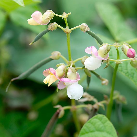 Bean (Dwarf French) Seeds - Red Swan