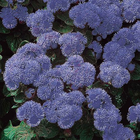 Ageratum Seeds - Blue Mink