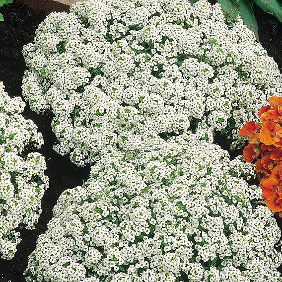 Alyssum 'Carpet Of Snow' - Seeds