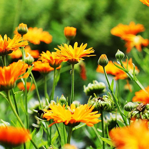 Calendula (Organic) officinalis Seeds