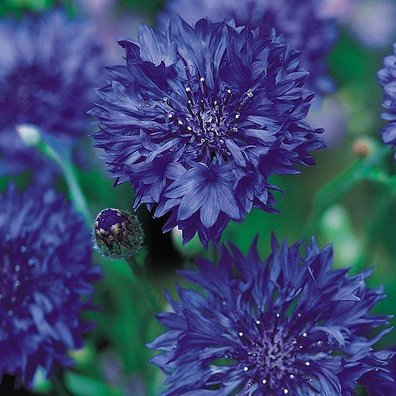 Cornflower 'Blue Diadem' - Seeds