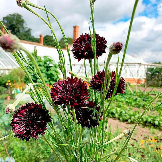 Cornflower Black Ball