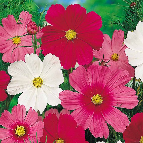 Cosmos 'Sensation Mixed' - Seeds