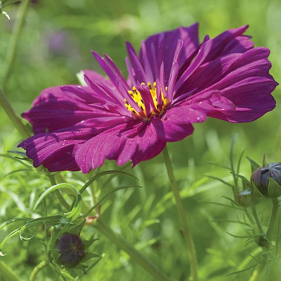 Cosmos 'Fizzy Purple' - Seeds