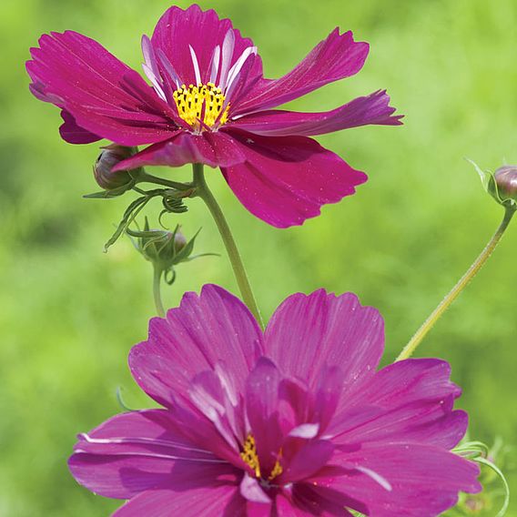 Cosmos 'Fizzy Purple' - Seeds