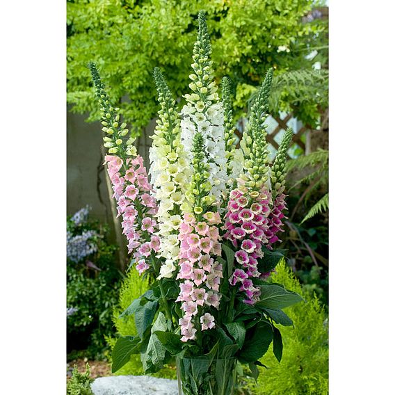 Digitalis Seeds - Candy Mountain Mixed